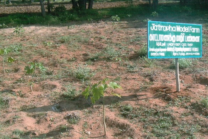 Jatropha Cultivation.jpg